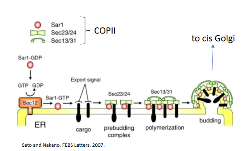 <ul><li><p><strong>Sar1 (GTPase)</strong></p><ul><li><p>GDP form = inactive in cytosol</p></li><li><p>GTP form = inserts into ER membrane</p></li></ul></li><li><p><strong>Sec23/24</strong> = inner coat + selects cargo</p></li><li><p><strong>Sec13/31</strong> = outer coat</p></li><li><p><strong>No dynamin required</strong></p></li></ul><p></p>