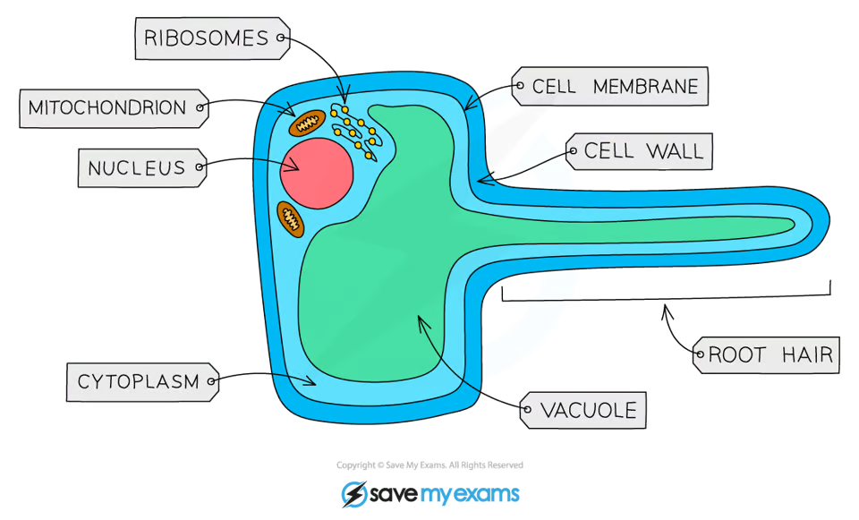<ul><li><p>Root hair cells <mark data-color="green" style="background-color: green; color: inherit">increase SA</mark> so the <mark data-color="green" style="background-color: green; color: inherit">rate of water uptake</mark> by <mark data-color="green" style="background-color: green; color: inherit">osmosis </mark>is <mark data-color="green" style="background-color: green; color: inherit">greater</mark></p></li><li><p><mark data-color="green" style="background-color: green; color: inherit">Thinner walls </mark>than other plant cells so <mark data-color="green" style="background-color: green; color: inherit">water can move through easily</mark> due to <mark data-color="green" style="background-color: green; color: inherit">shorter diffusion distance</mark></p></li><li><p><mark data-color="green" style="background-color: green; color: inherit">Mitochondria release energy</mark> for <mark data-color="green" style="background-color: green; color: inherit">active transport of mineral ions </mark>into <mark data-color="green" style="background-color: green; color: inherit">root hair cell</mark></p></li></ul><p></p>