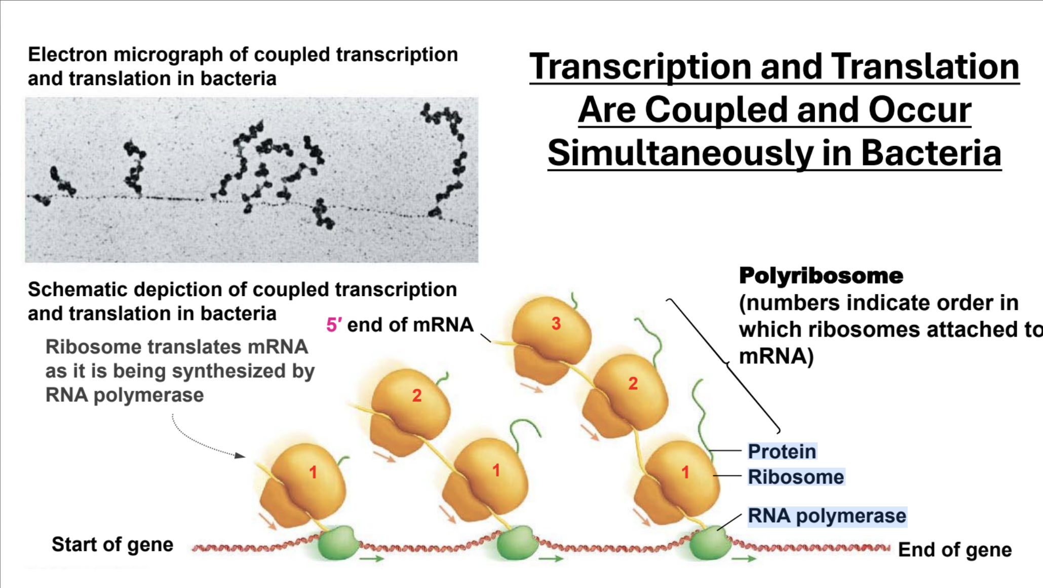 <p>Transcription and translation happen simultaneously. Multiple ribosomes can attach to a string of mRNA so multiple peptides can be formed per mRNA (polycistronic, and opposed to eukaryotic translation which is monocistronic)</p>