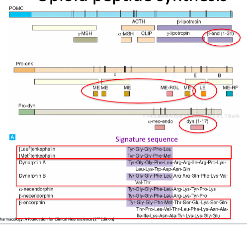 1. POMC
- Long propeptide
- Multiple peptides derived from it including B-endorphin

2. Pro-enk
- Multiple Leu- and Met-enkephalins derived from single propeptide
- Each consists only of the opioid signature sequence, Tyr-Gly-Gly-Phe-Leu/Meet, required for OR activation
- Enkephalins thought to be responsible for most peptidase inhibitor effects as their small size means they are susceptible to degradation

3. Pro-dyn
- Dynorphins A and B derived