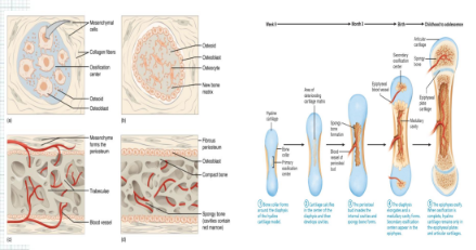<p><strong>Intramembranous Ossification:</strong> Direct bone formation from mesenchymal cells.</p><p><strong>Endochondral Ossification:</strong> Bone formation through a cartilage model.</p><p><strong>Calcification:</strong> Hardening of tissue by mineral deposition.</p><p><strong>Bone Resorption:</strong> Breakdown of bone tissue by osteoclasts.</p>