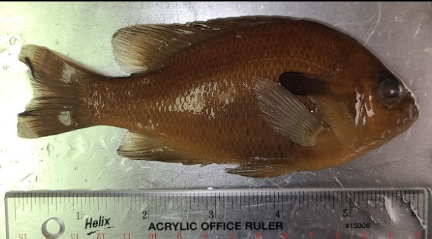 <p>What is the taxonomy, common name, and scientific name of this fish?</p>