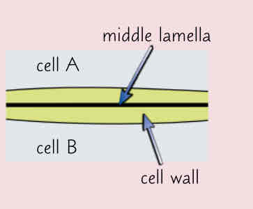 <p>-outermost layer of the cell </p><p>-acts as an adhesive p, sticks adjacent plant cells together </p><p>-provides stability </p>