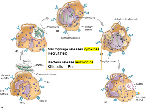 cytokines are the message that recruit for help from other immune cells; cytokines produce inflammation; cytokines killed a lot of people at the beginning of COVID; bacteria's weapon is leukocidins - kills WBCs; pus is dead WBCs; lysosome is chemical that helps kill the bacteria inside macrophage