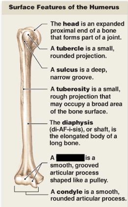 <p>this is the main surface features of the humerus, what is this?</p>