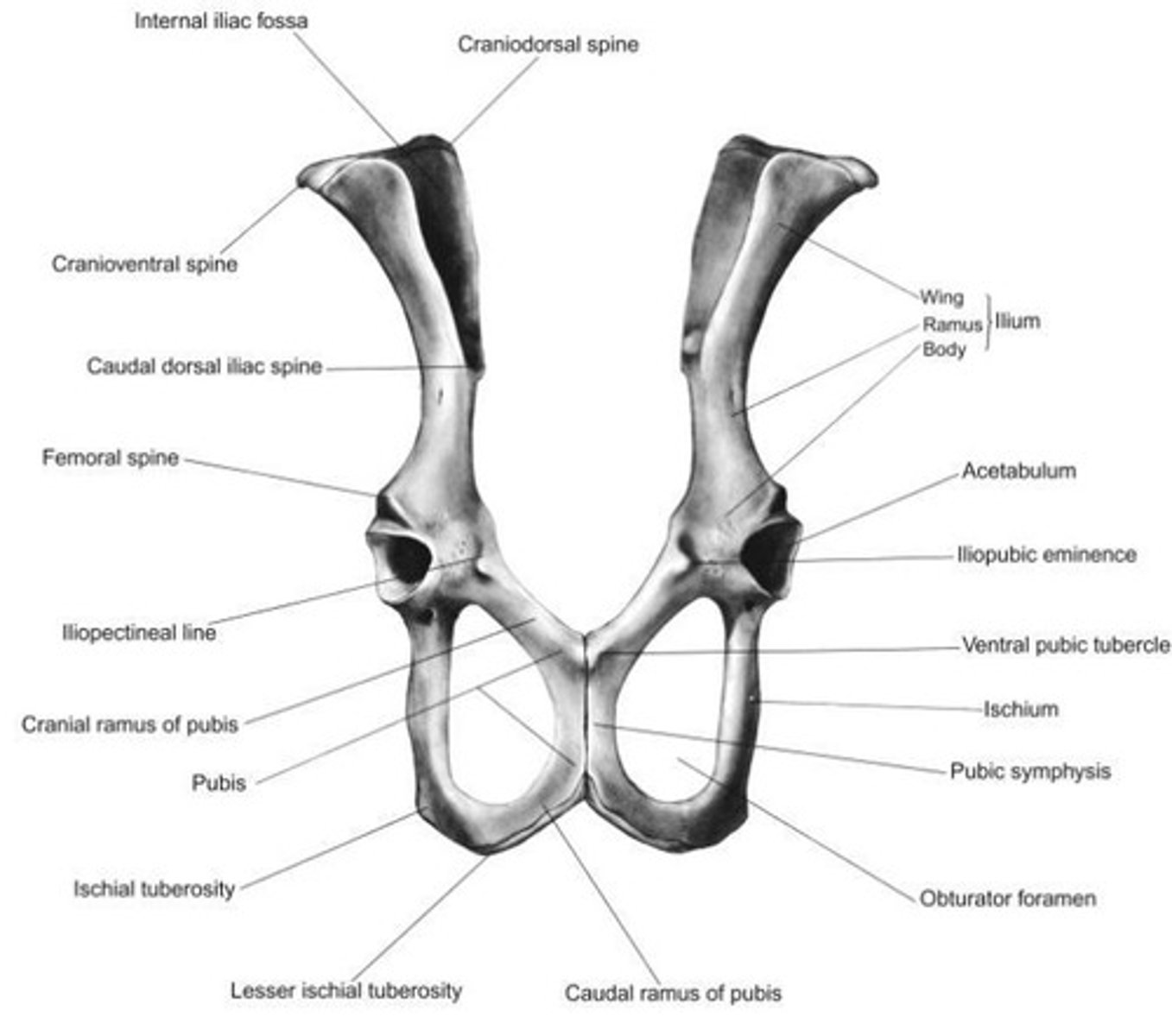 <p>The ____of a body, ramus, table, and tuberosity, forming the caudal third of the os coxae and contributing to the acetabulum, obturator foramen, and symphysis pelvis.</p>
