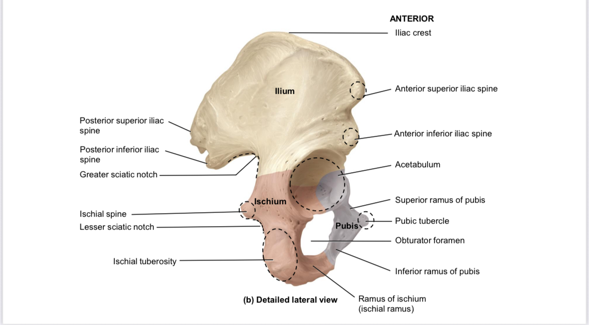 <p>Os coxae: Ilium: anterior inferior iliac spine </p>