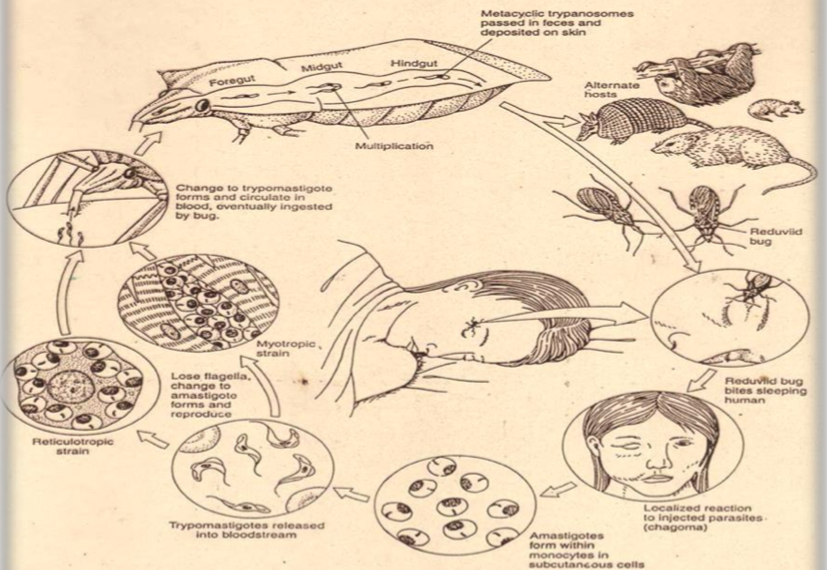<p>Life cycle?</p>