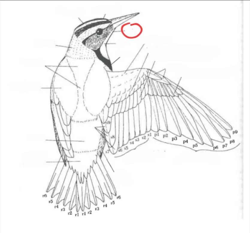 term image