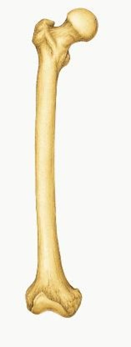 <p>ID bone</p>