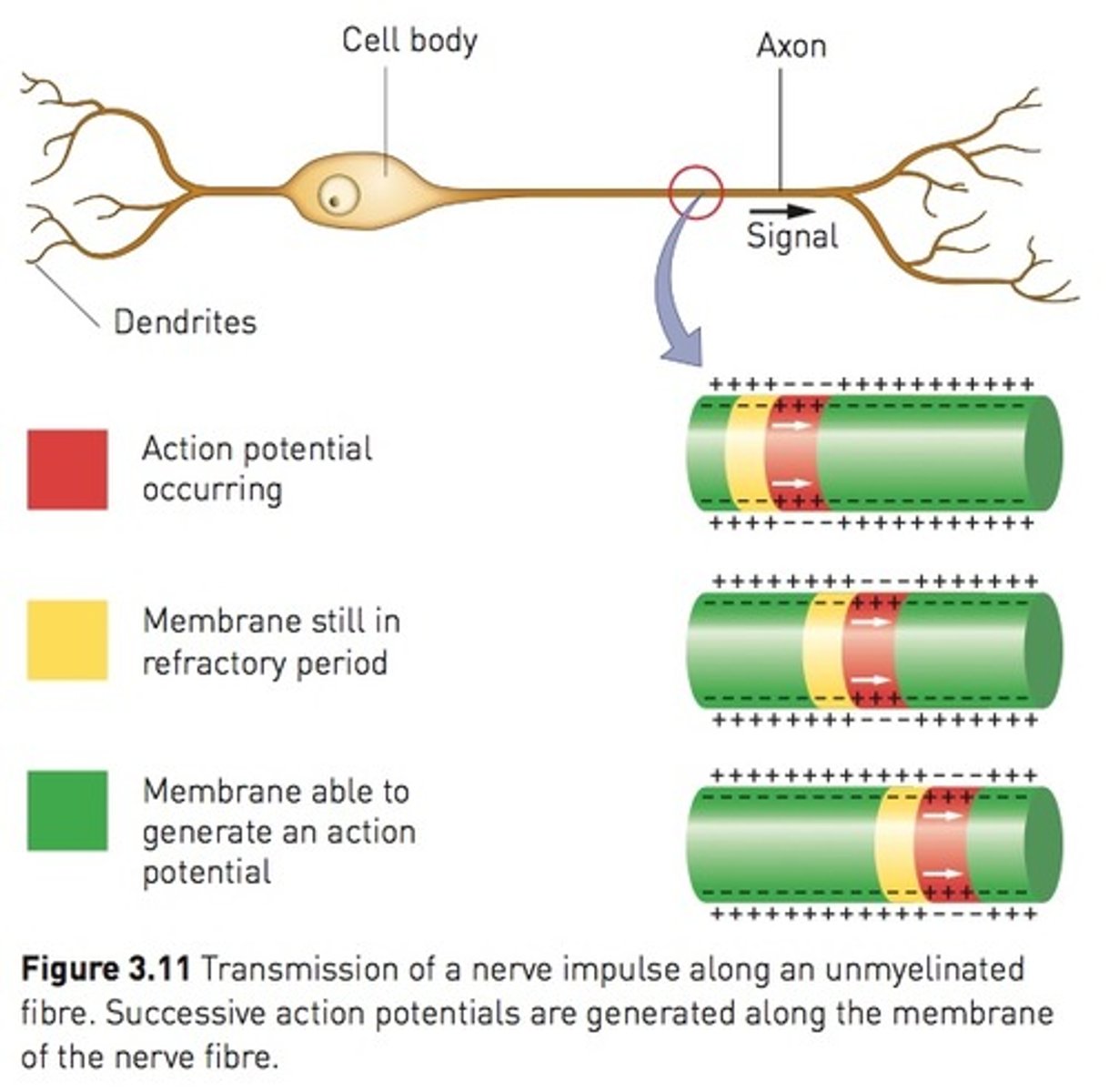 <p>- depolarisation of one area (channel/gate) of the membrane causes a local current flow between neighbouring areas on the membrane.</p><p>- This current flow causes depolarisation immediately adjacent to the site of the original stimulus.</p><p>- process repeats itself along the whole length of the membrane so that the action potential moves along the membrane away from the point of stimulation (dominoes)</p><p>- nerve impulse is prevented from going backwards by the refractory period</p><p>- max speed 2 m/s</p>