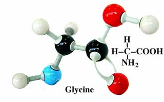 <p><span>What group is NH2 (glycine) in?</span></p>