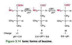 <p>An understanding of a protein’s acid and base forms and their relation to charge ismade clearer by following the titration of the ionizable groups for a simple aminoacid. In Figure 3.14, leucine has an -COOH with pKa2.4 and an -NH3group with pKa9.6. At pH 1.0 the predominant ionic form (form I) has a charge of 1 and migrates toward the cathode in an electrical field. Addition of 0.5 equivalent ofbase titrates half the -COOH groups; that is, the ratio of [COO]/[COOH] will equal 1. The Henderson–Hasselbalch equation, with the second term on the right sideof the equation log10[(base)/(acid)]log(1) 0 at a ratio of conjugate base to acid of 1:1, shows that the pH (when the -COOH is half titrated) is directly equal to the pKa(COOH)(Figure 3.15). Addition of 1 equiv of base at pH 6.0 completely titrates the -COOH, but has no effect on the -NH3group. In the resulting form (II), the negative and positive charges cancel each other and the net charge is zero. Form II is the zwitterionform, the ionic form in which the total of positive charges equals the total of negative charges. Asthe net charge on a zwitterion molecule is zero, it will not migrate in an electric field.Further addition of 0.5 equiv of base to the zwitterion form (total base added is 1.5equiv) will half-titrate the -NH3group. At this point, the ratio of [NH2]/[NH3] 1, and the pH is equal to the value of the pKafor the -NH3group (Figure 3.15). Addition of a further 0.5 equiv of base (total of two full equivalents of base added;Figure 3.15) completely titrates the -NH3group to its base form (-NH2). The pH becomes greater than 11, and the predominant molecular species has a negative charge(form III)</p><p></p>