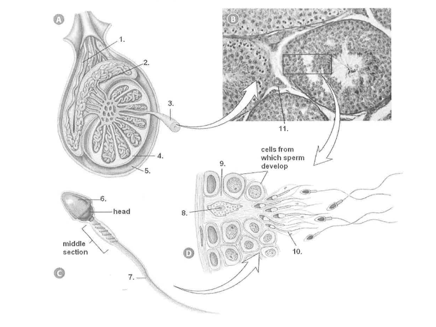 <p><strong>Label all the structures presented:</strong></p><ol><li><p></p></li><li><p></p></li><li><p></p></li><li><p></p></li><li><p></p></li><li><p></p></li><li><p></p></li><li><p></p></li><li><p></p></li><li><p></p></li><li><p></p></li></ol><p></p>