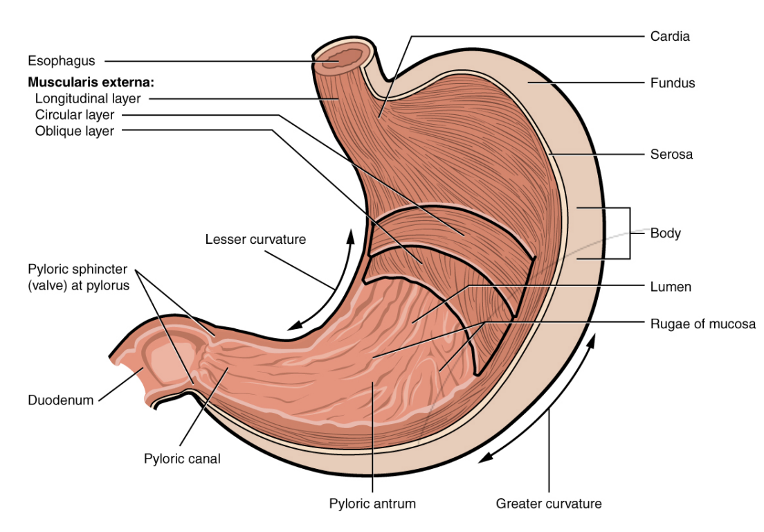 <ul><li><p>3 Layers of muscle</p><ul><li><p>Longitudinal layer</p></li><li><p>Circular layer</p></li><li><p><strong><em>Oblique layer</em></strong></p><ul><li><p>Oblique layer is unique to stomach, allowing mechanical digestion</p></li></ul></li></ul></li><li><p>Stomach-to-small intestine passage called <strong><mark data-color="red" style="background-color: red; color: inherit">pyloric sphincter.</mark> Located at the distal end of the stomach</strong></p></li></ul><p></p>
