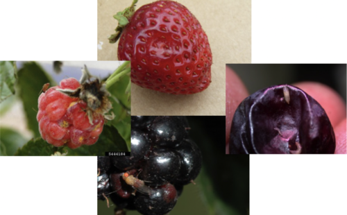 What insect causes this injury?