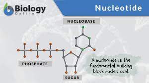 <p>Nucleotide</p>