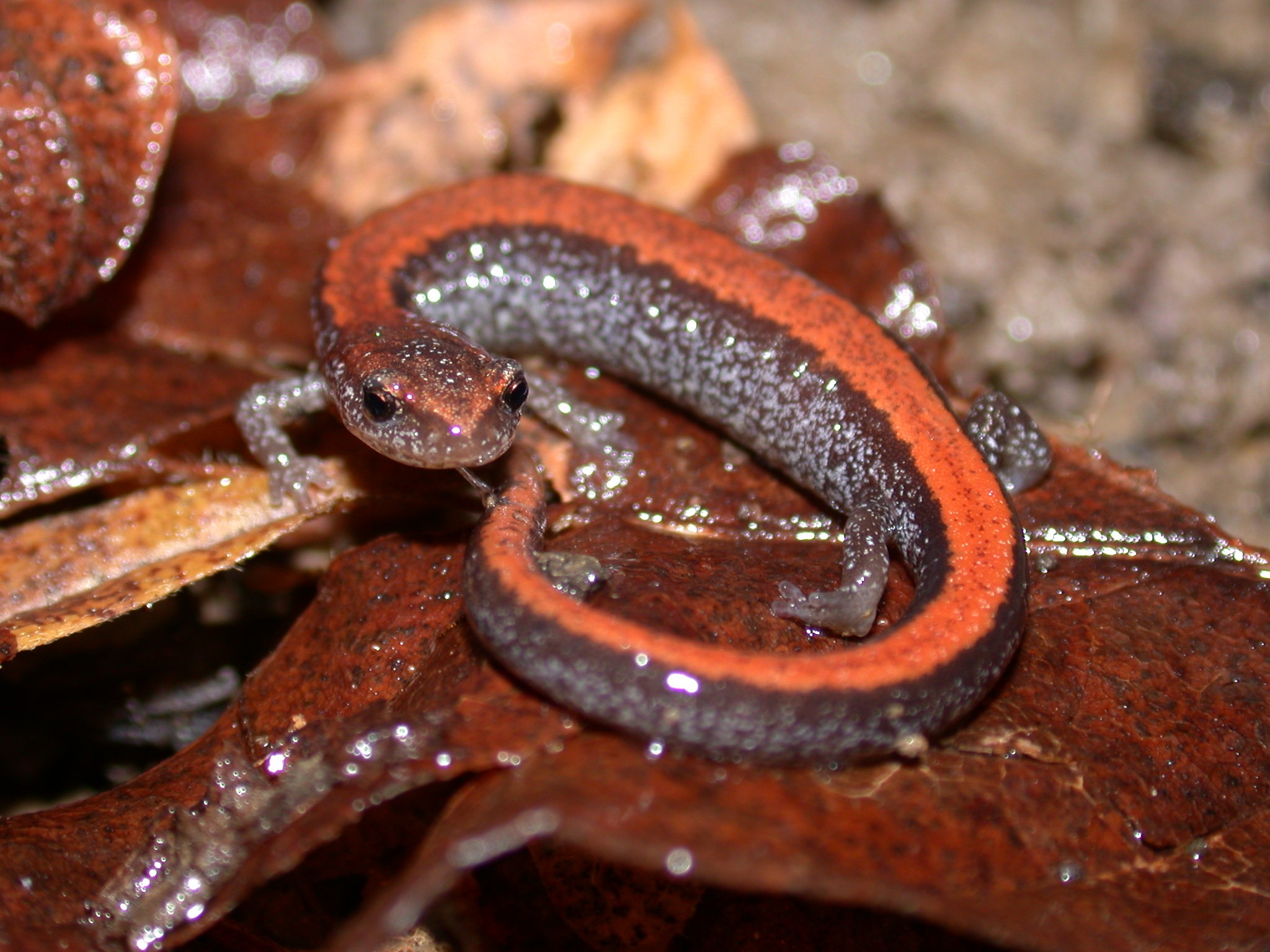 <p><span>The red-backed salamander has two different color phases. The "redback" phase consists of a gray or black body with a red or orange stripe down the back, extending from the neck onto the tail. The "leadback" phase lacks the red stripe, with a purely black or grey back instead. Its belly is a mottled white and gray in both phases, creating a salt and pepper pattern. </span></p>