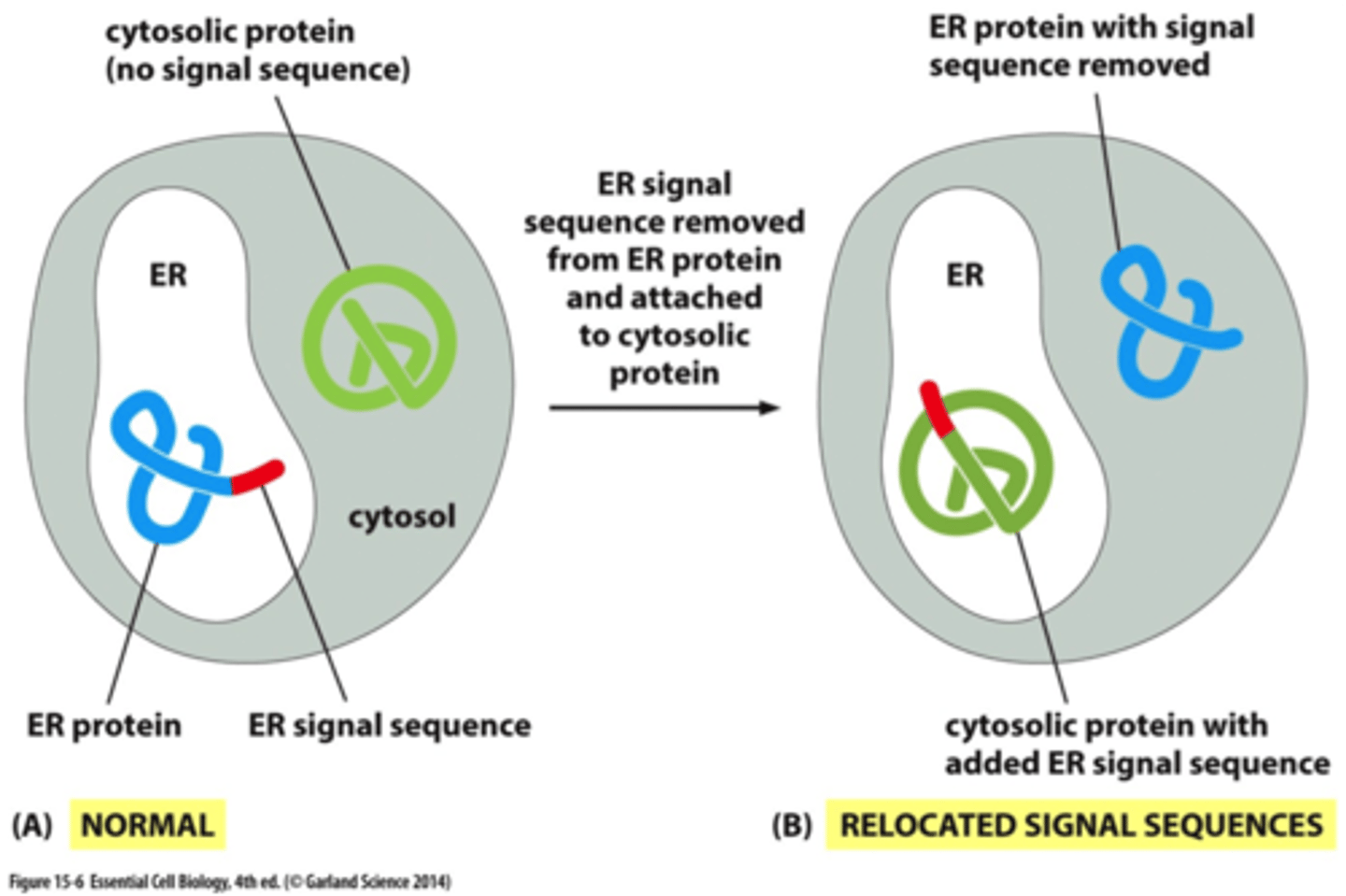 <p>they have diff ss;<br><br><br>it stays in the cytosol</p>