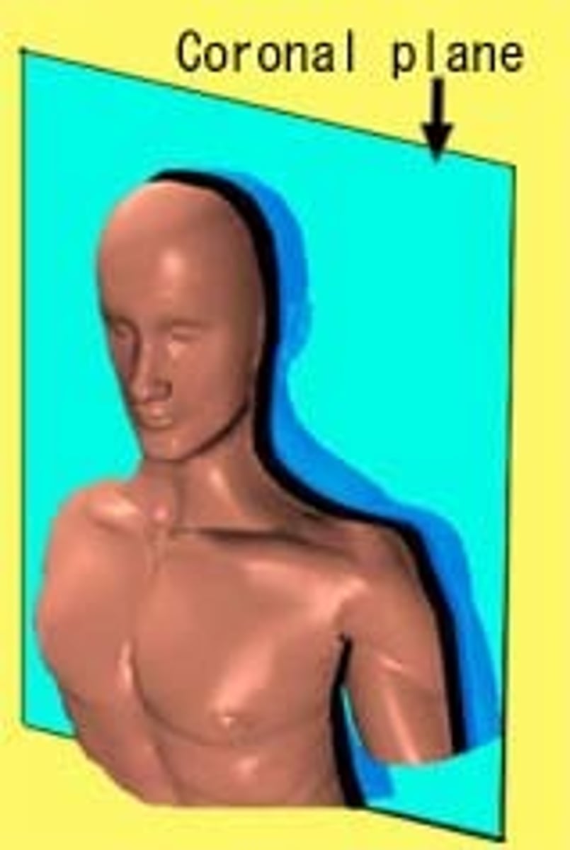 <p>Divides the body in half, separating the front of the body from the back.</p>