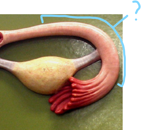 <p>Ampulla</p>