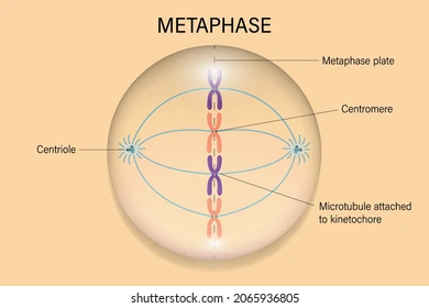 <p>It is the shortest part of mitosis; chromosomes line up across the center of the cell and spindle fibers connect each centromere.</p>