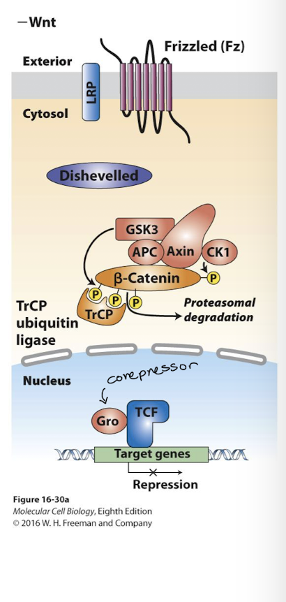 <p>an example of pathways controlled by ubiquitination and protein degradation </p><p><strong>Wnt </strong>pathway promotes cell proliferation and differentiation. <em>In absence of Wnt ligand: </em></p><ul><li><p><em>nucleus: </em>transcription factor called <strong>TCF </strong>(T Cell Factor) bind target gene enhancers with a <em>transcriptional repressor</em> called <strong>Groucho- </strong><em>target genes are silent. </em></p></li><li><p><em>cytoplasm: </em><strong>β-catenin </strong>is bound by the <strong>destruction complex </strong>(Axin, APC, and the kinases CK1 and GSK3) </p></li><li><p>GSK3 phosphorylates β-cateinin which targets β-catenin for ubiquitination and proteasomal degradation </p></li><li><p>Wnt ligand binds its receptor <strong>Frizzled </strong>(and a co-receptor) </p></li><li><p>THe activated receptor binds Axin of the Destruction Complex protein and the complex is disrupted </p></li><li><p>β-catenin is no longer degraded- it becomes stabilized </p></li><li><p>Free β-catenin translocates into nucleus and binds TCF, displacing repressor Groucho </p></li><li><p><em>Bound to β-catenin TCF activates expression of the same genes it was previously repressing. </em></p></li></ul><p>Human Health Relevance: </p><p>90% of human colon cancers have hyperactive Wnt signaling. This primarily happens via loss of function mutations in a gene encoding one of the three Destruction Complex proteins <strong>APC</strong></p><p></p>