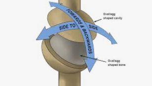 <p>Oval surface of one bone fits in another </p><p>Radiocarpal </p>