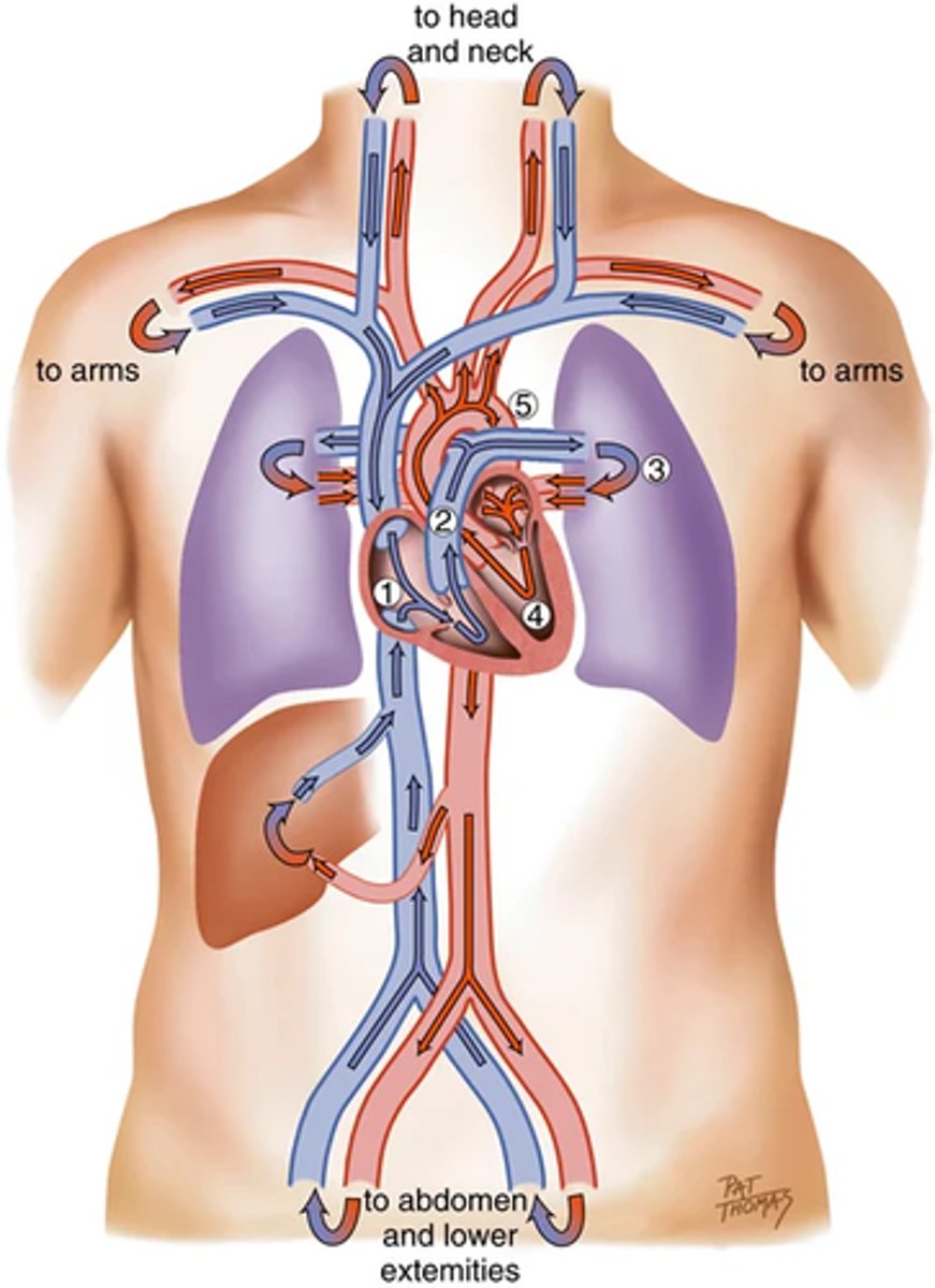 <p>1. From liver to RA through inferior vena cava.</p><p>Superior vena cava drains venous blood from the head and upper extremities.</p><p>From RA venous blood travels through tricuspid valve to RV.</p><p>2. From RV venous blood flows through pulmonic valve to pulmonary artery.</p><p>Pulmonary artery delivers unoxygenated blood to lungs.</p><p>3. Lungs oxygenate blood.</p><p>Pulmonary veins return fresh blood to LA.</p><p>4. From LA arterial blood travels through mitral valve to LV.</p><p>LV ejects blood through aortic valve into aorta.</p><p>5. Aorta delivers oxygenated blood to bod</p>