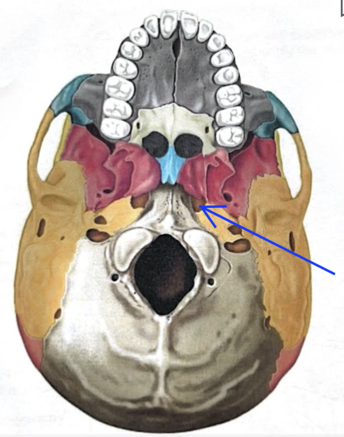 <ul><li><p><strong>Foreamen lacerum</strong></p></li><li><p>Almost completely closed by cartilage in the living person but forms a jagged opening in dried skulls </p></li></ul><p></p>