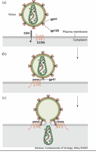 <ul><li><p>targets cells of the immune system by recognizing CD4 antigens and chemokine receptors</p><ul><li><p>CD4 is found on both T lymphocytes and macrophages</p></li><li><p>A co-receptor of either CCR5 or CXCR4 is also required</p></li><li><p>CXCR4 is expressed on T cells</p></li><li><p>CCR5 is expressed on macrophages</p><ul><li><p>T-cell tropic or macrophage tropic virus strains</p></li></ul></li></ul></li><li><p>example of Model of HIV-1 entry:</p></li></ul><ol><li><p>gp120 interacts with CD4</p></li><li><p>conformational change exposes region on gp120 that interacts with chemokine receptor</p></li><li><p>fusion domain of gp41 now becomes exposed</p></li><li><p>close proximity of viral and cell membrane induces fusion = viral nucleocapsid enters cell cytosoll</p></li></ol><p></p><p></p><p><mark data-color="green" style="background-color: green; color: inherit">Unlike other retroviruses, HIV-1 directs transport of proviral DNA into the cell nucleus</mark></p><ul><li><p>allows for productive infection in non-dividing cells</p></li><li><p>many regulatory proteins aid in this process</p></li></ul><p></p>