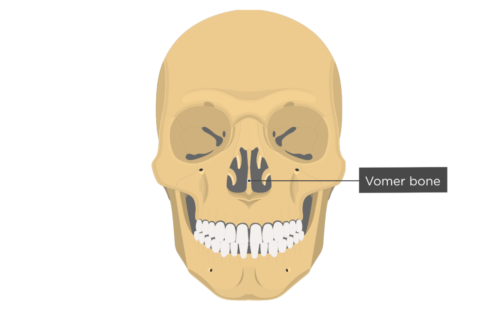 <ul><li><p>inferior nasal septum</p></li></ul><p></p>