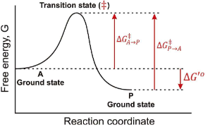 <p>If you invert the direction of a reaction, what happens to ∆G?</p>