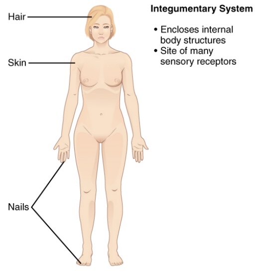 <p>-largest organ system in the body</p><p>-contains: </p><ol><li><p><strong>skin</strong>, </p></li><li><p>nails, </p></li><li><p>hair</p></li></ol><p>-function:</p><ol><li><p>encloses internal body structures</p></li><li><p>site of many sensory receptors</p></li></ol><p></p>