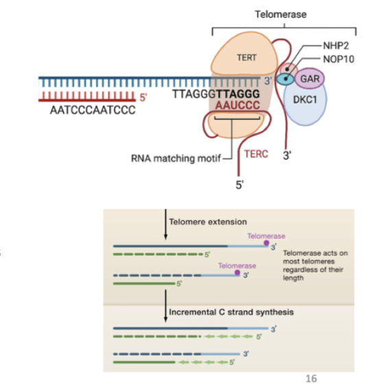 <ul><li><p>increased telomerase expression; ~85-90% of cancers</p></li></ul><p>Ribonucleoprotein complex</p><ul><li><p>Catalytic subunit hTERT - enzyme telomerase reverse transcriptase</p></li><li><p>RNA subunit – provides template hexameric repeats- Non-coding human telomerase RNA (hTR)</p></li></ul><p>Expression highest in in stem cells, progenitor cells, germ cells and very low or absent in normal somatic cells</p>
