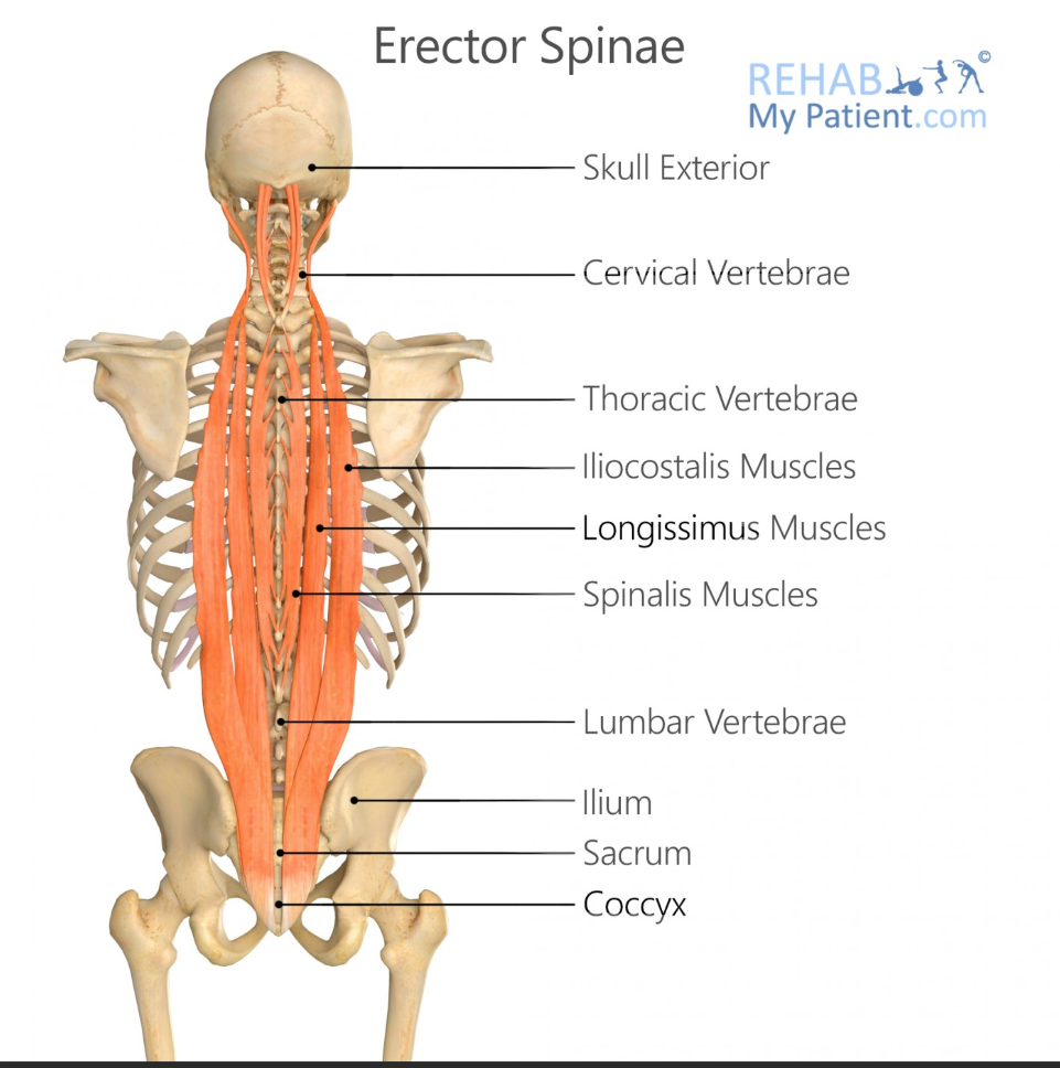 <p>Spinalis Origin</p>
