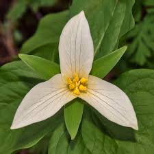 <p><span><span>woodland wildflowers native to the Appalachian Mountains and a species of the lily family</span></span></p>