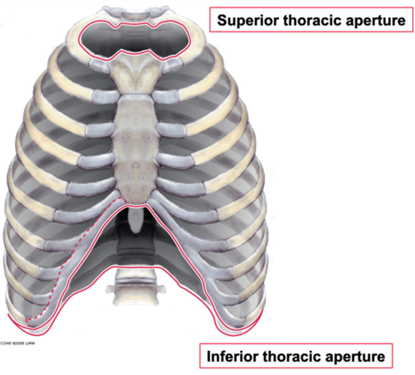 <p>Opening for structures to enter/leave the neck/thorax. It is quite a narrow opening - which can lead to problems.</p>