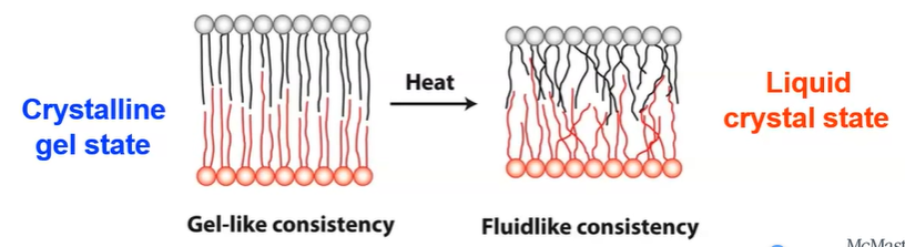 <p><mark data-color="#fc7e7e" style="background-color: #fc7e7e; color: inherit">warmer and unsaturated lipids </mark><strong><mark data-color="#fc7e7e" style="background-color: #fc7e7e; color: inherit">increase</mark></strong><mark data-color="#fc7e7e" style="background-color: #fc7e7e; color: inherit"> fluidity → liquid crystal</mark></p><p><mark data-color="#7ef3fc" style="background-color: #7ef3fc; color: inherit">cooling and saturated lipids </mark><strong><mark data-color="#7ef3fc" style="background-color: #7ef3fc; color: inherit">decrease</mark></strong><mark data-color="#7ef3fc" style="background-color: #7ef3fc; color: inherit"> fluidity → crystalline gel</mark></p><p></p>