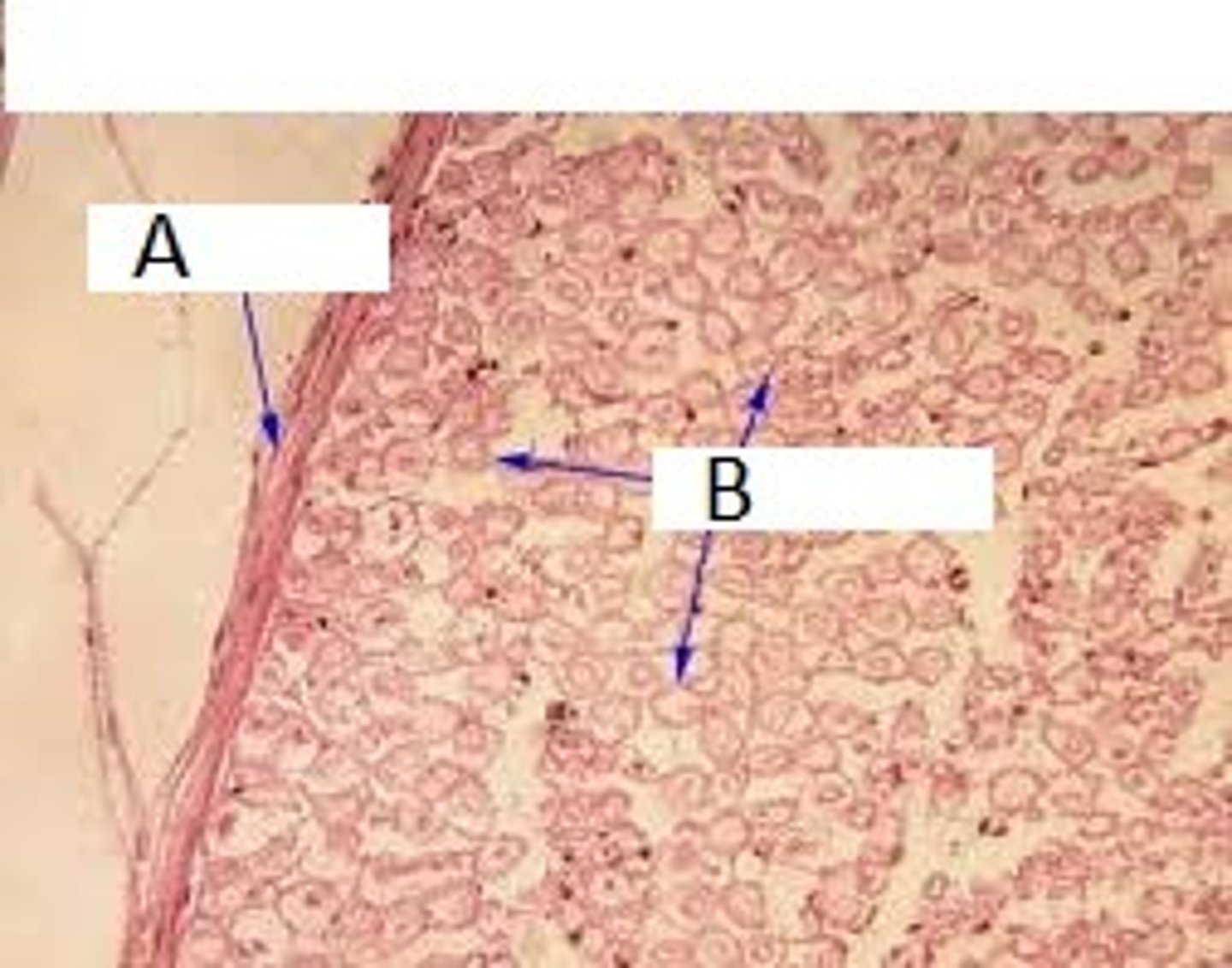 <p>surrounds each nerve fiber (B)</p>