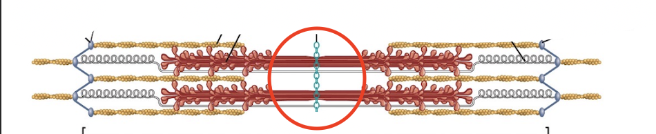 <p>Middle area with only thick filaments no overlap</p>