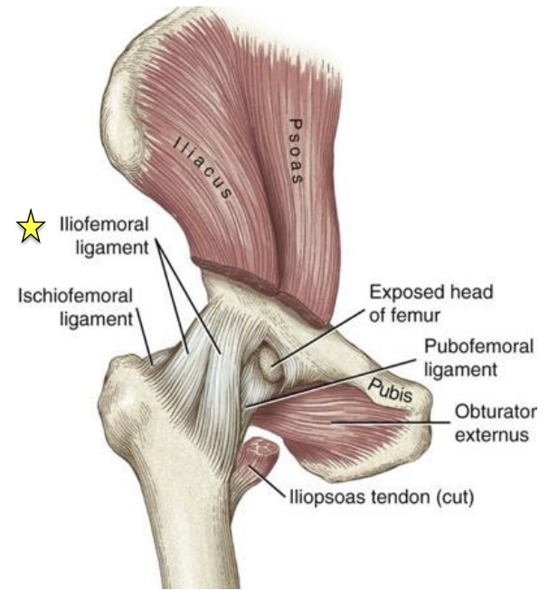 <p>O&I: AIIS to intertrochanteric line </p><p>superior band fibers are the strongest in the hip </p><p>limits hip extension, ER</p><p>superior fibers may be taut in adduction and inferior fibers taut in abduction </p>