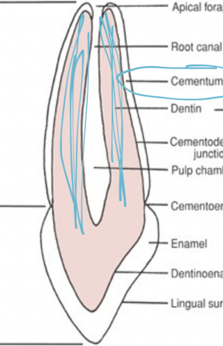 <p>Covered in cementum</p>