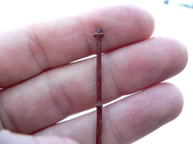 could be invasive

opposite, elongated middle lobe (3 total)

small multi stemmed tree

gentle red fall color, pink/red samara

good for under powerlines