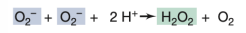 <p>What enzyme is responsible for the reaction shown in the image?</p>