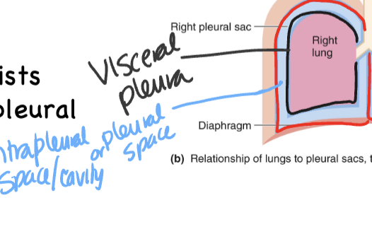 <p>C. Pleural cavity filled with fluid</p>