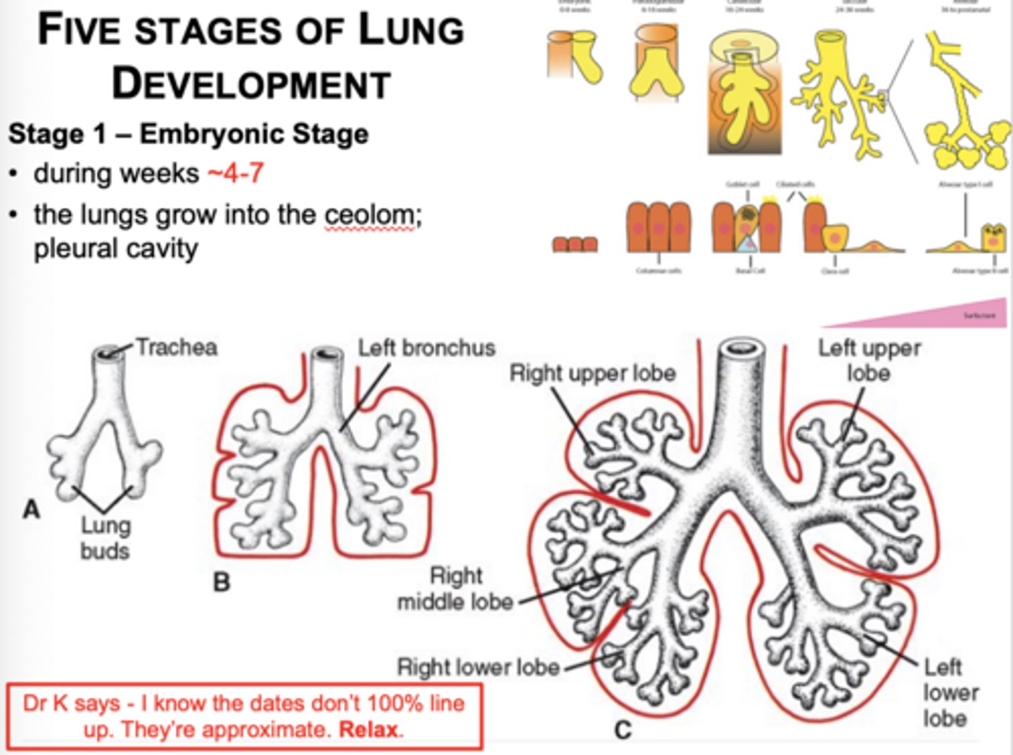 <p>Lung buds grow into the intraembryonic coelom and form bronchi.</p>