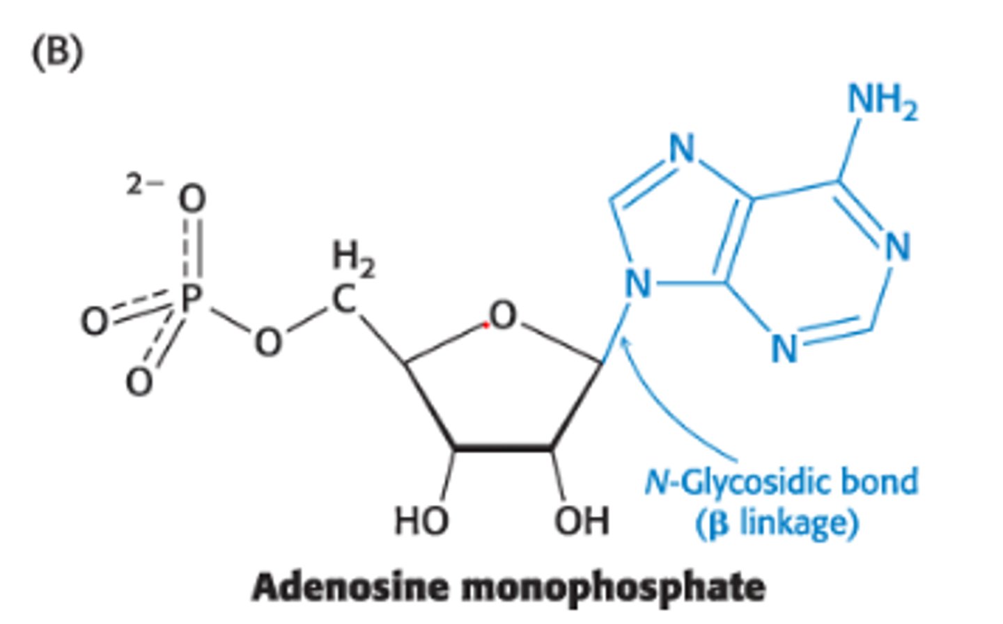 <p>covalent linkage b/w the anomeric/asymmetric C atom of a carb + N atom of an amine </p><p>Ex: Nitrogenous bases attached to Ribose units to form nucleosides via N-glycosidic linkages</p>