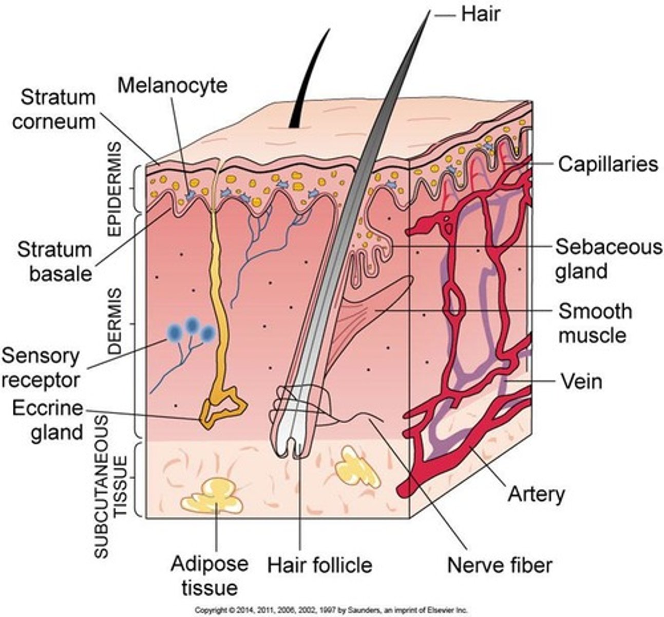 <p>Epidermis, Dermis, and Subcutaneous tissue (hypodermis).</p>