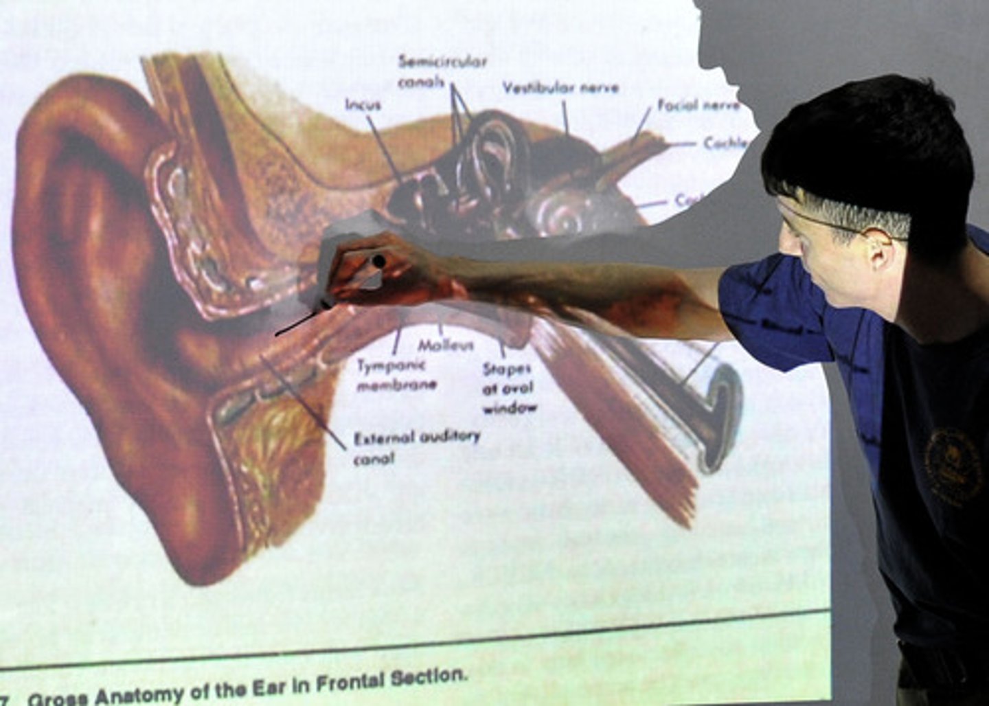 <p>ear</p>